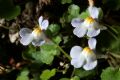 Cymbalaria muralis